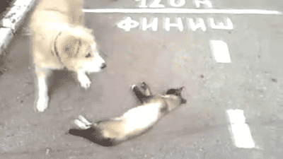 새벽에는 고양이.gif | 인스티즈