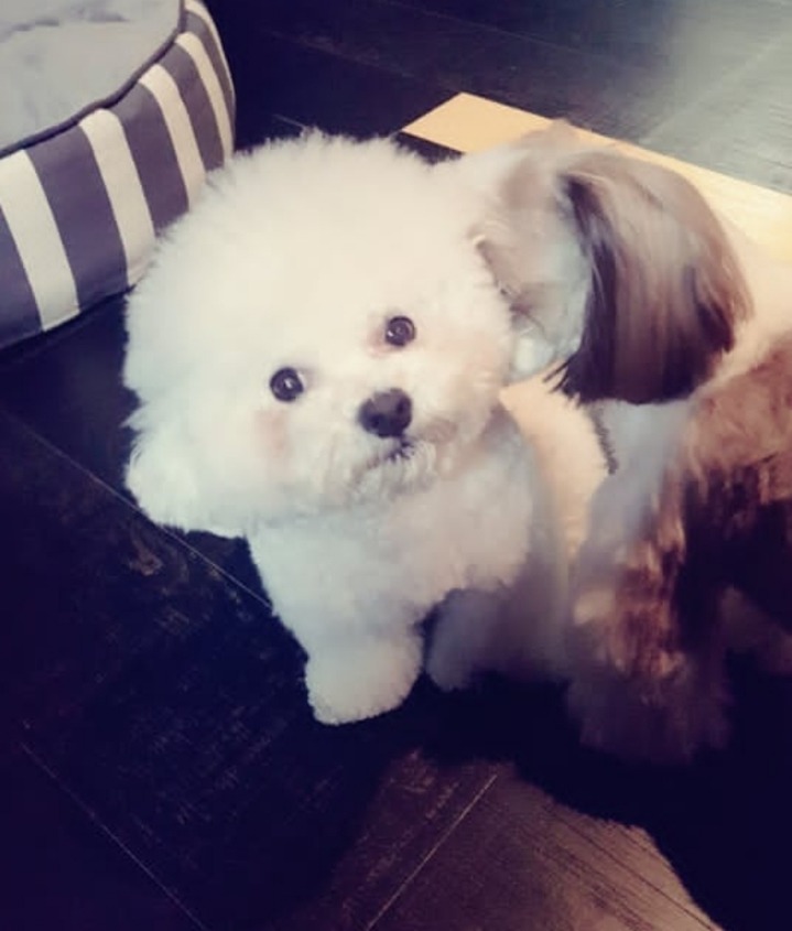 토니안&김재덕이 키우는 강아지 알렉산덕(비숑) | 인스티즈