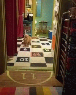 새벽에는 고양이.gif | 인스티즈