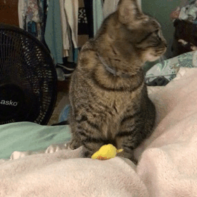 집사와 놀고 싶은 고양이 | 인스티즈