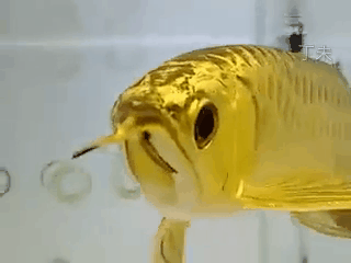 중국인들이 좋아한다는 물고기.gif | 인스티즈