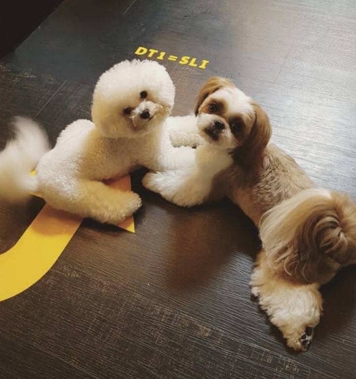 토니안&김재덕이 키우는 강아지 알렉산덕(비숑) | 인스티즈