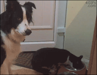 새벽에는 고양이.gif | 인스티즈
