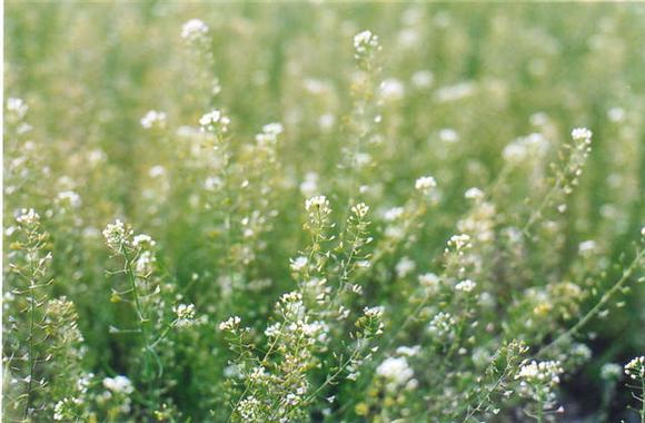 감수성 터지는 꽃말을 가진 꽃을 의인화 시켜봄.gif (feat.잘생긴 남자는 꽃이다) | 인스티즈