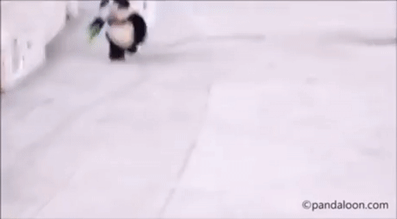 특이점이 온 팬더.gif | 인스티즈