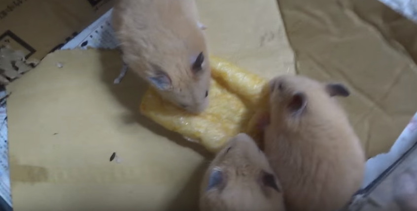 햄스터를 학대하는 인기 동물유튜버 (혐오주의) | 인스티즈