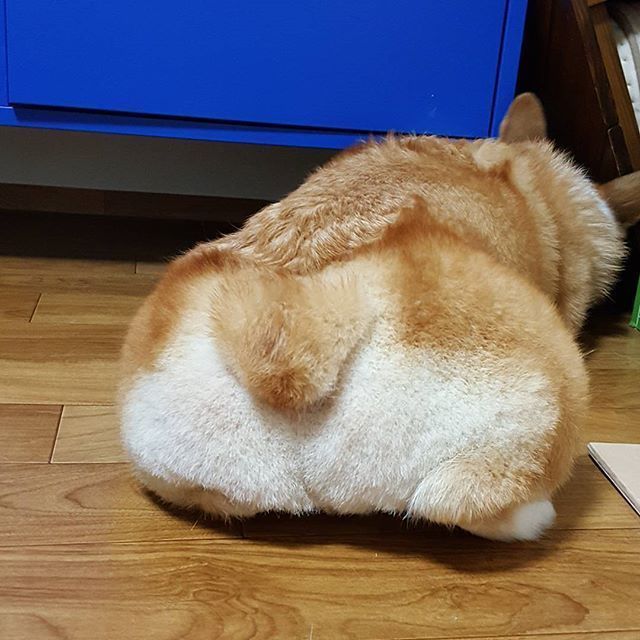 호불호 갈리는 엉덩이 모음 | 인스티즈