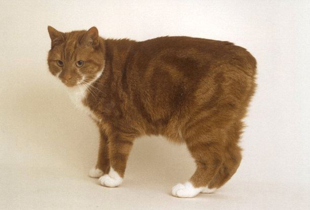 꼬리 없는 고양이라고 들어봤니?! 맹크스 고양이에 대하여 | 인스티즈