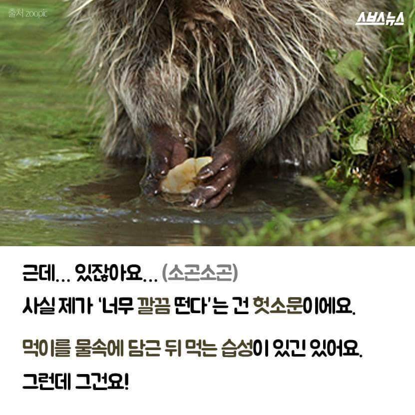 라쿤이 먹이를 물에 씻는 진짜 이유 | 인스티즈