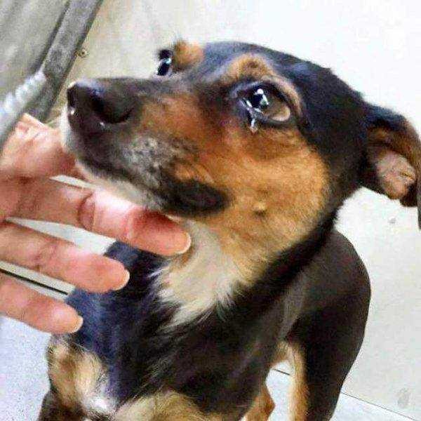 강아지가 파양된 이유.. | 인스티즈