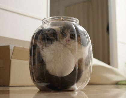 고양이 액체설.jpg | 인스티즈