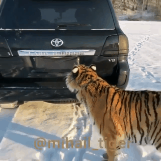 호랑이 점프.gif | 인스티즈