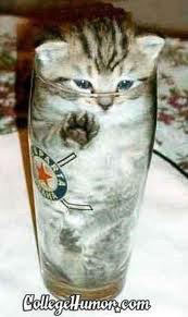 고양이 액체설.jpg | 인스티즈