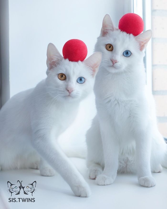 쌍둥이 오드아이 고양이 | 인스티즈
