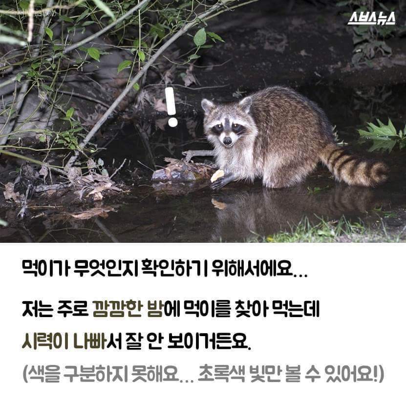 라쿤이 먹이를 물에 씻는 진짜 이유 | 인스티즈