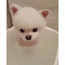 목욕하다 조는 멍멍이.gif | 인스티즈