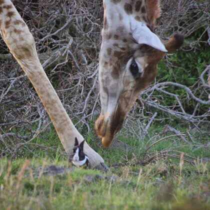 아프리카에서 우연히 찍힌 기린과 토끼 | 인스티즈