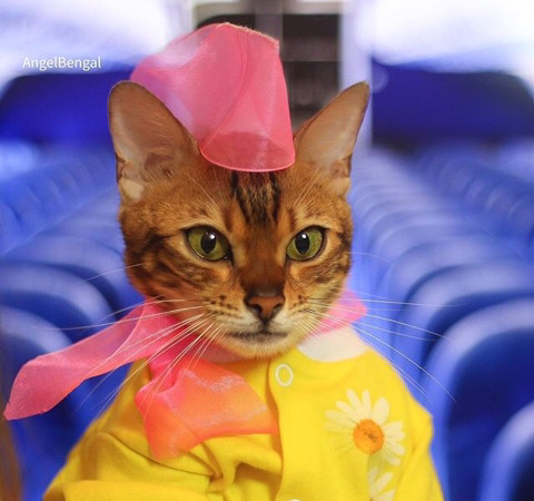 뱅갈 냥이🐱 | 인스티즈