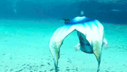 분명 어딘가에 존재 할것만 같은 인어(움짤/데이터 주의) | 인스티즈