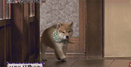 일본 교양 프로그램 마스코트인 애기 시바견ㅠㅠ.gif | 인스티즈