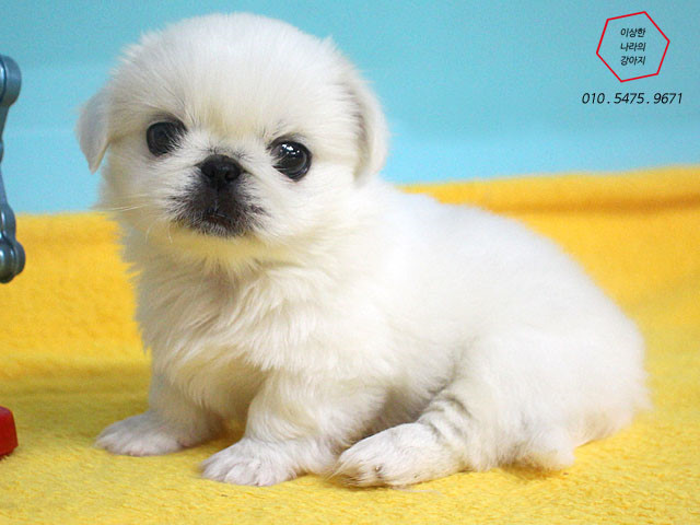 우리나라에서 유명하지만 소수만 키우는 견종 | 인스티즈