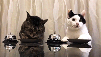 짱덕터지는 고양이 실험 | 인스티즈