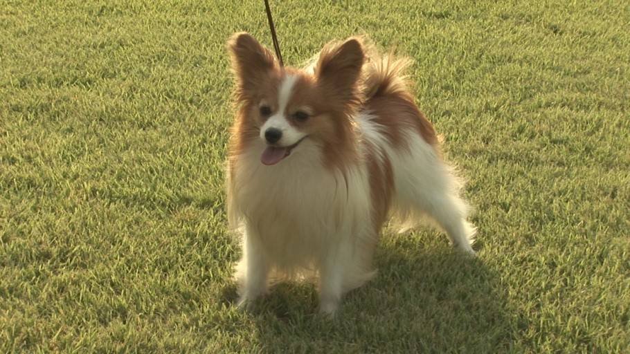 우리나라에서 유명하지만 소수만 키우는 견종 | 인스티즈