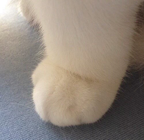 고양이 솜방망이 모음.jpg | 인스티즈