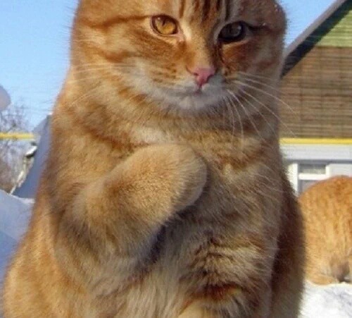 고양이 솜방망이 모음.jpg | 인스티즈