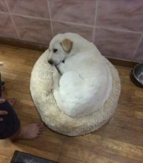 강아지가 넘 커져서 마약방석을 새로 사줬는데 .twt | 인스티즈