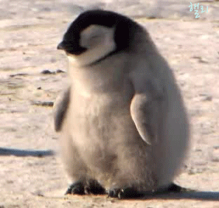 [동물] 아구 졸려..GIF | 인스티즈