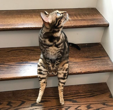 뱅갈 냥이🐱 | 인스티즈