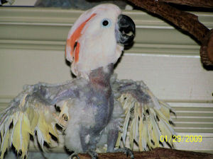 아름답고 자존감 높아 보이는 앵무새의 진실 (혐오주의) | 인스티즈