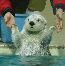 물에 떠서 감동한 아기 해달 | 인스티즈