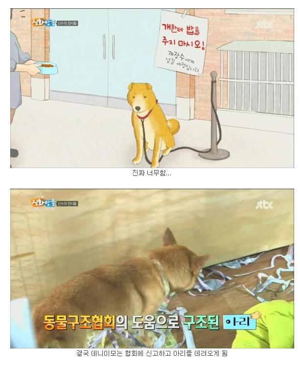[신화방송] 상처 많은 유기견이 마음 여는 모습이 인상적이었던 방송 | 인스티즈