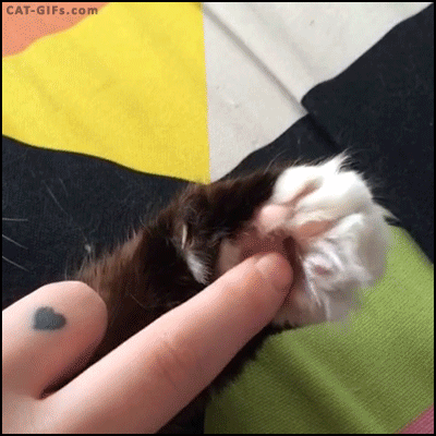 집사와 솜방맹이 | 인스티즈