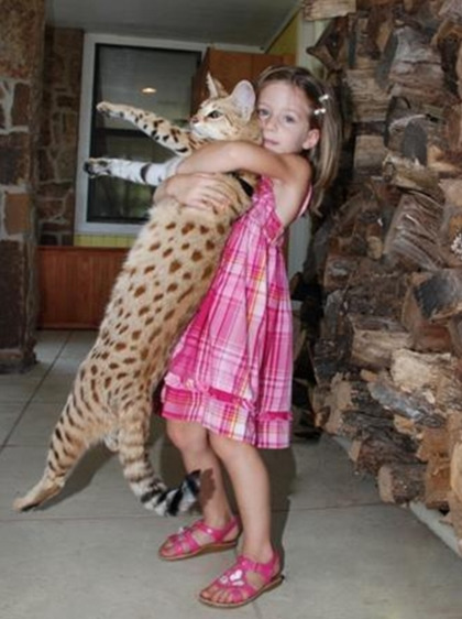 상류층만 키운다는 사바나캣 | 인스티즈