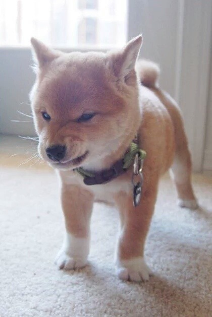 개 닮은 여자 아이돌 | 인스티즈