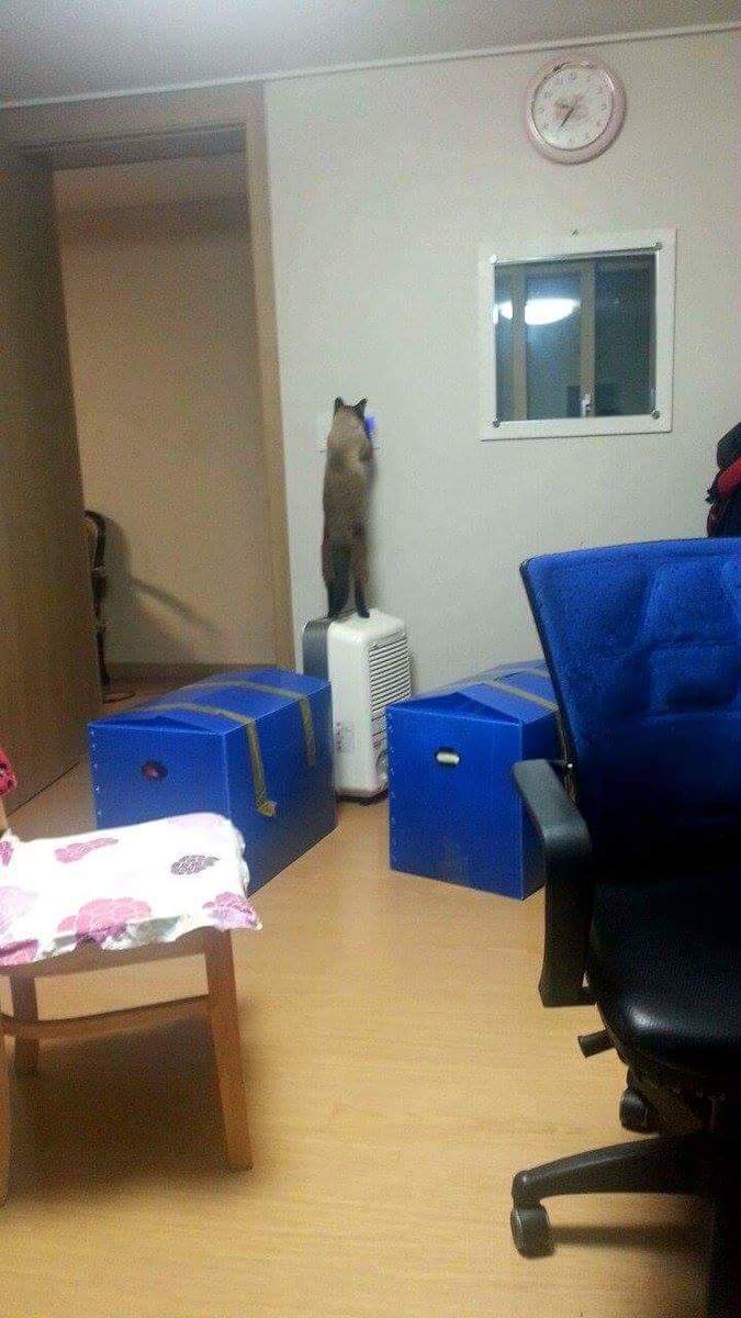 우리집 고양이 ㄹㅇ사람아님? | 인스티즈