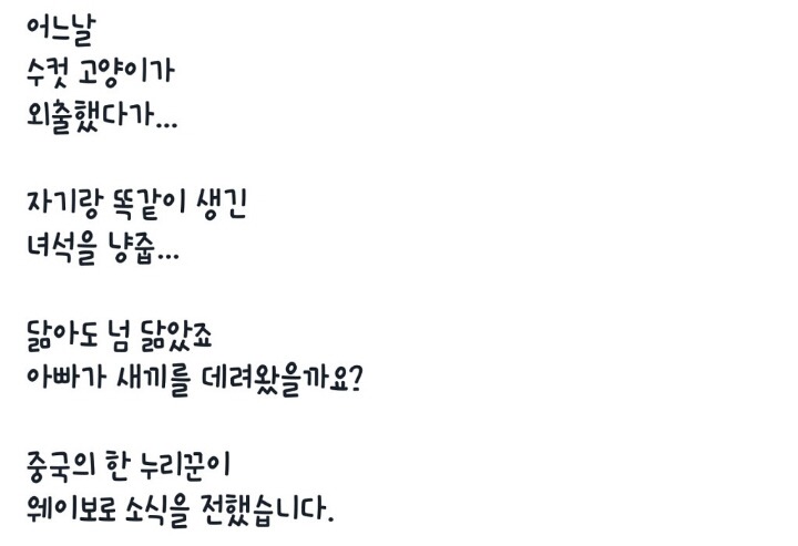 냥이의 냥줍 | 인스티즈