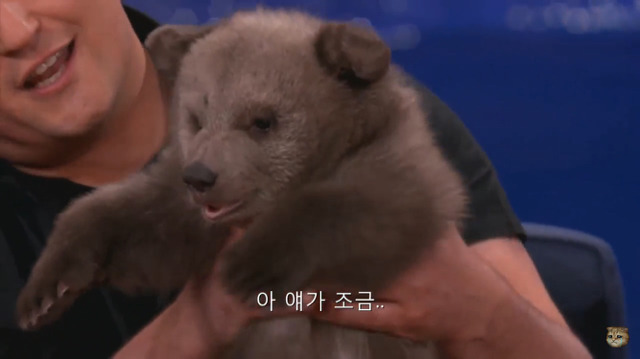생후 11주된 아기 불곰의 충격적인 귀여움(코난 오브라이언 쇼) | 인스티즈