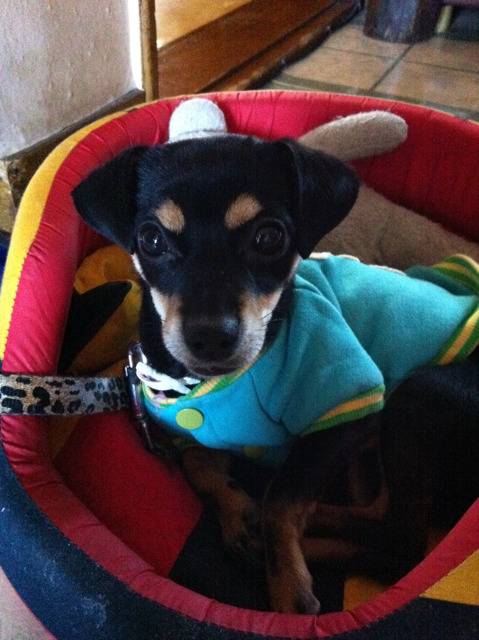 [판] 강아지와 서열싸움에서 졌습니다..... | 인스티즈