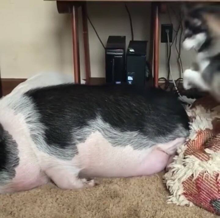 돼지때리는 개 | 인스티즈