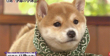 일본 교양 프로그램 마스코트인 애기 시바견ㅠㅠ.gif | 인스티즈