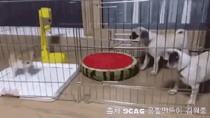 그저 멍멍이랑 친해지고 싶었던 아기고양이 .gif | 인스티즈