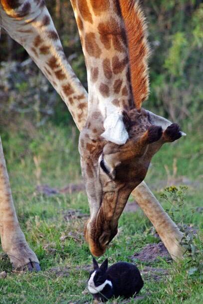 아프리카에서 우연히 찍힌 기린과 토끼 | 인스티즈