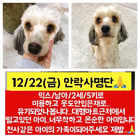 몇시간 후면 안락사될 아이들 보고가줘ㅠㅠㅠ 넘 귀여운 똥강아지도 잇어 | 인스티즈