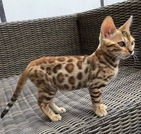 뱅갈 냥이🐱 | 인스티즈