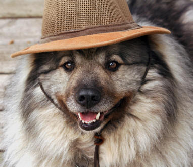 각 나라를 대표하는 국견(개)들 [삐쥐유/귀여움주의] | 인스티즈