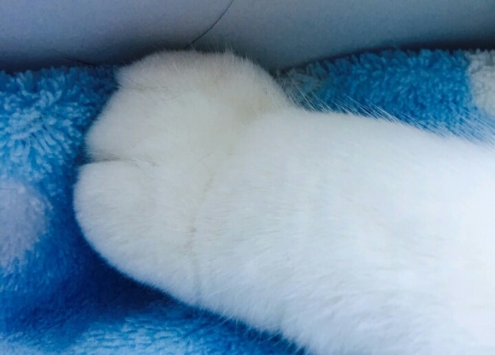 고양이 솜방망이 모음.jpg | 인스티즈